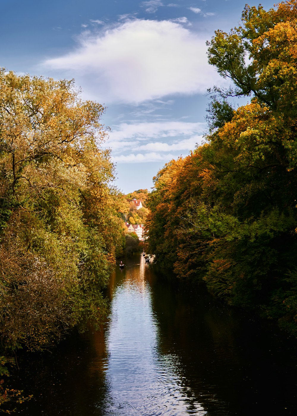 river between green trees under blue sky during daytime