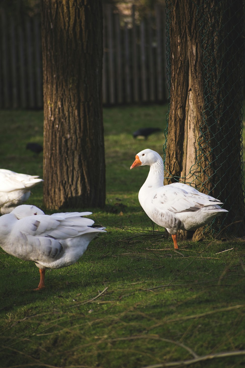 white duck on green grass field during daytime