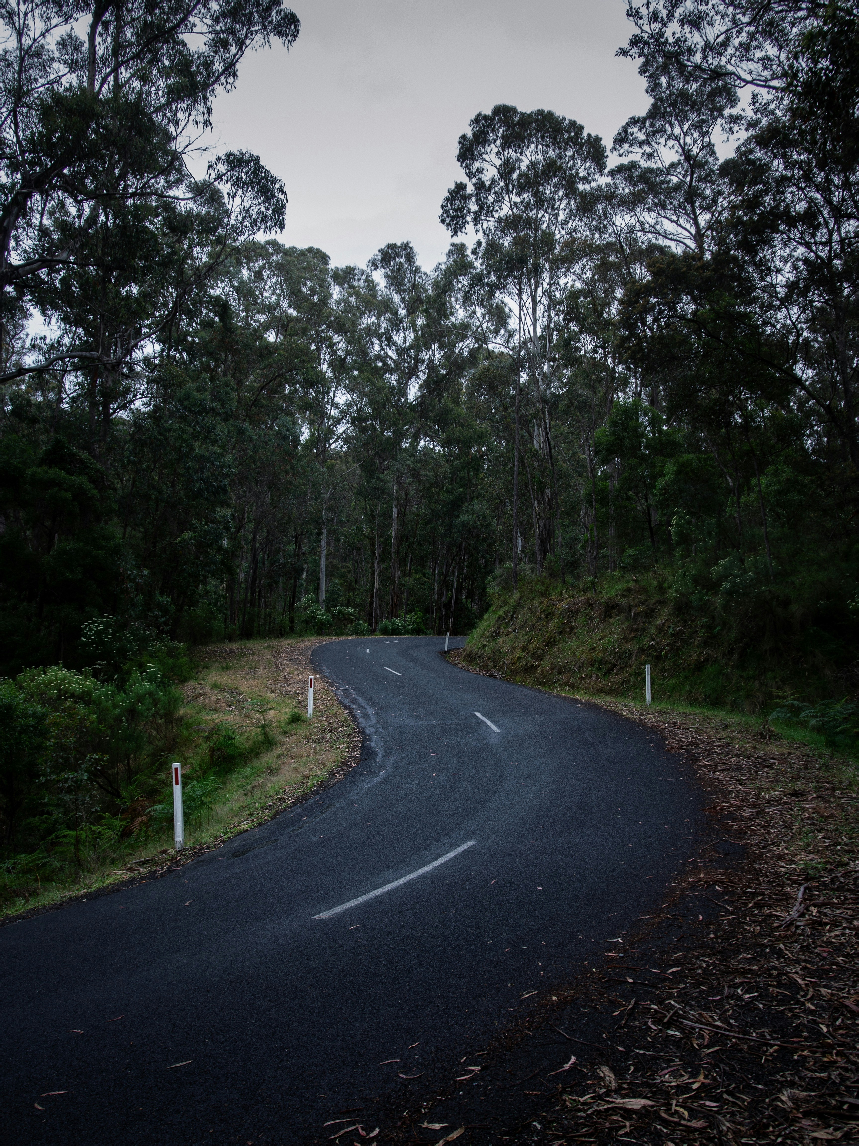 gray concrete road between green trees during daytime
