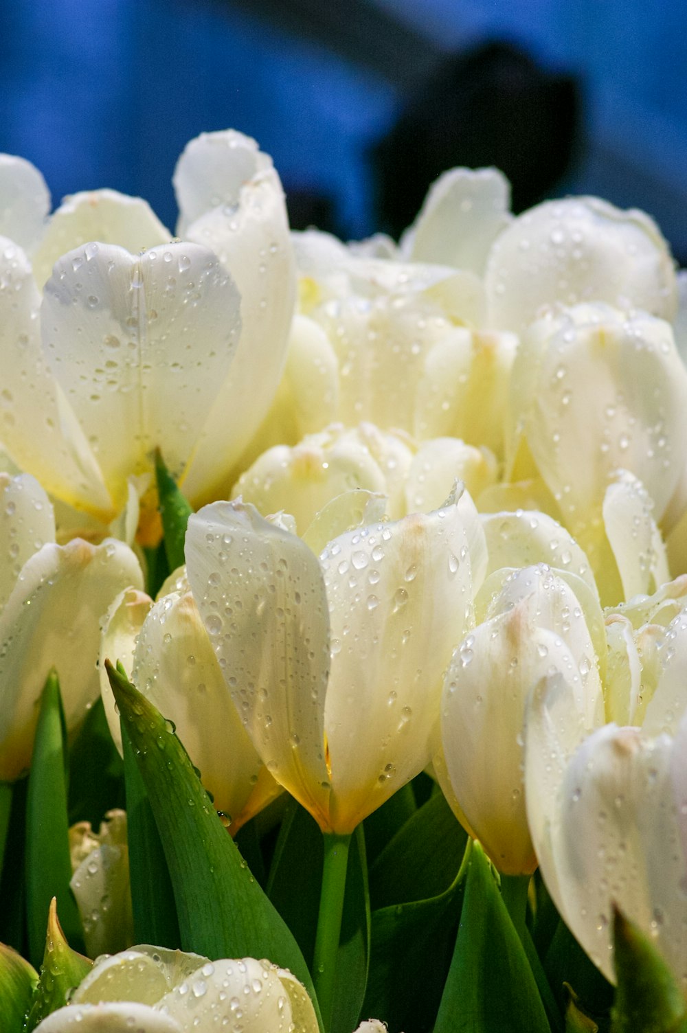 white flower buds in macro shot