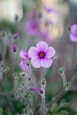 purple flower in tilt shift lens