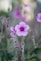 purple flower in tilt shift lens