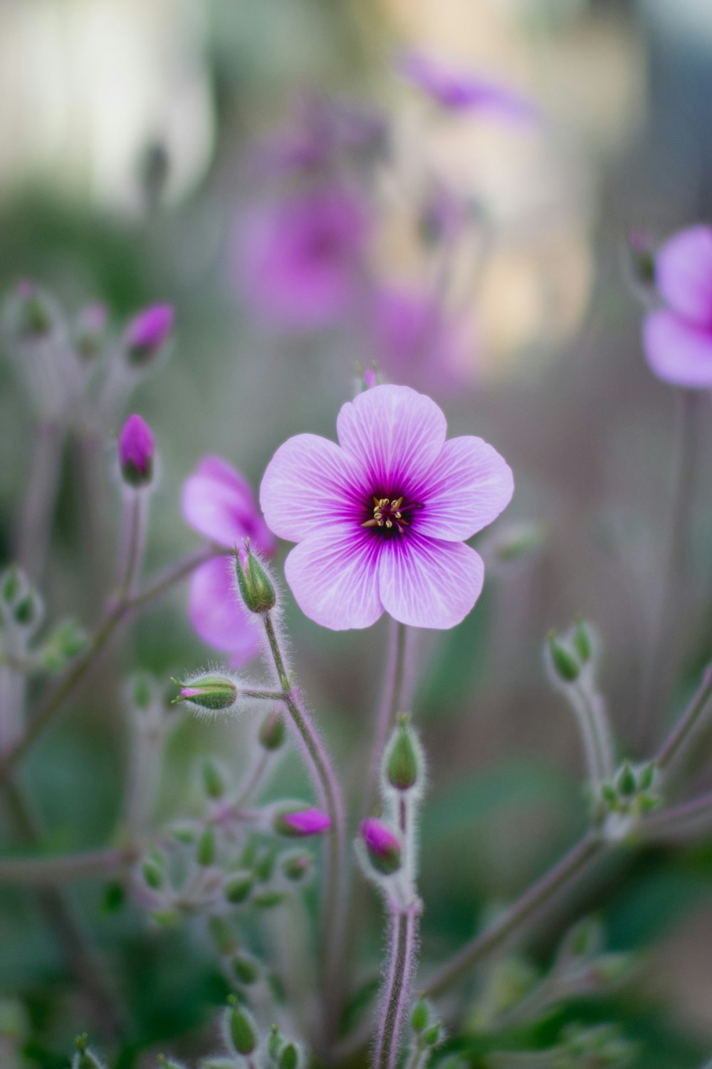 flor púrpura en lente de cambio de inclinación