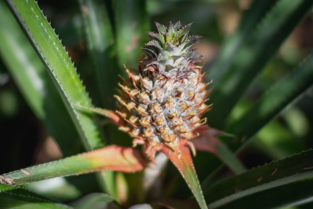 green and brown pine cone