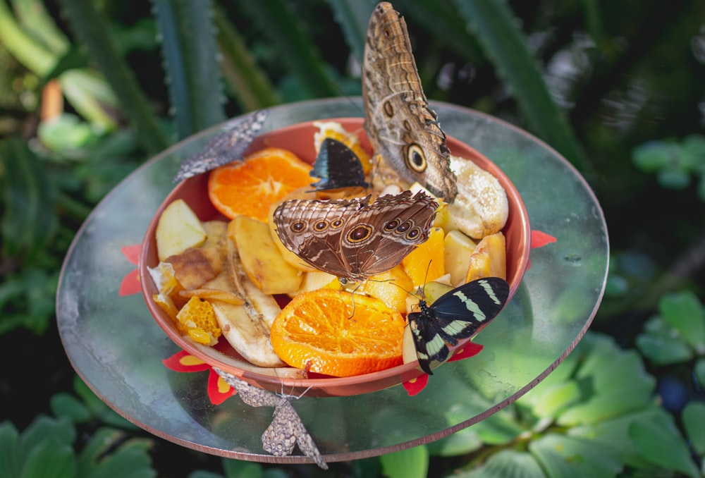 brauner und schwarzer Schmetterling auf geschnittenen orangefarbenen Früchten