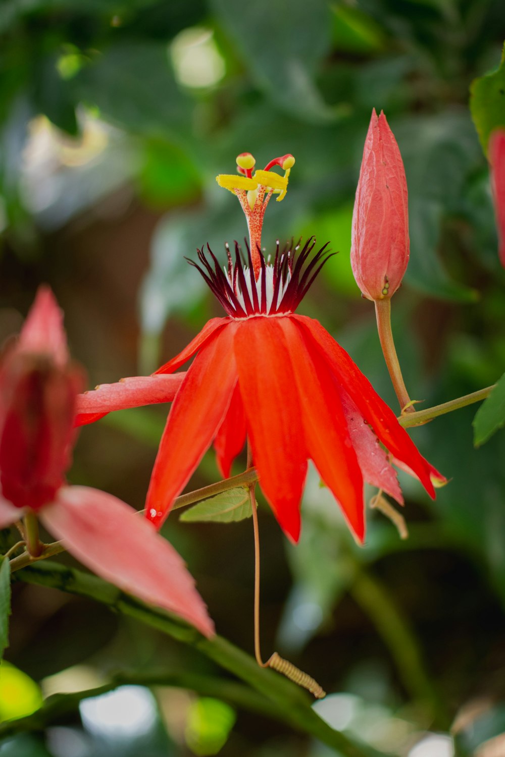 red and yellow flower in tilt shift lens