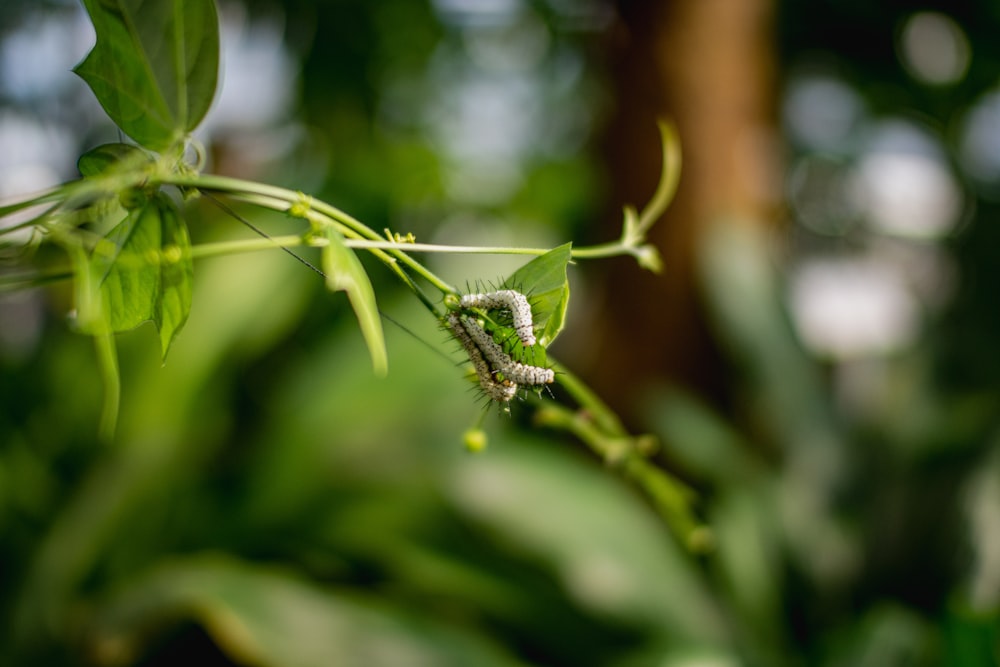 libélula verde posada en hoja verde en fotografía de primer plano durante el día