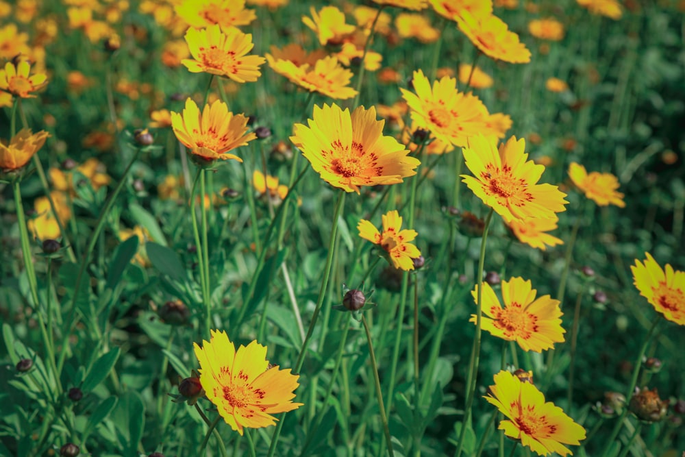 yellow flowers with green leaves