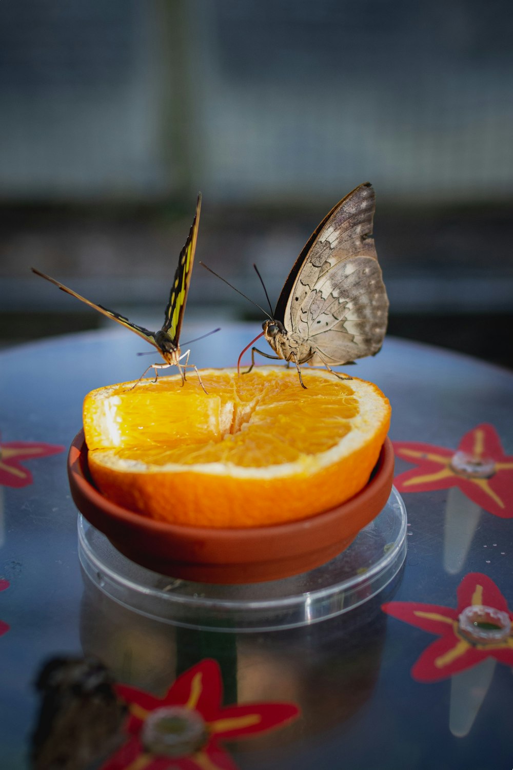 Mariposa marrón en fruta naranja