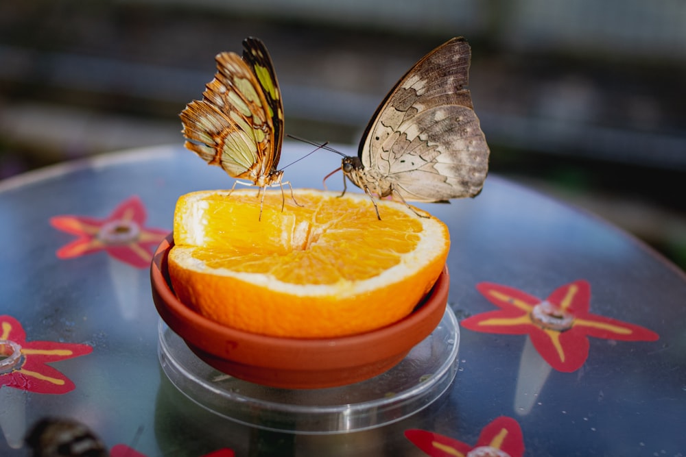 Mariposa marrón y blanca sobre fruta naranja