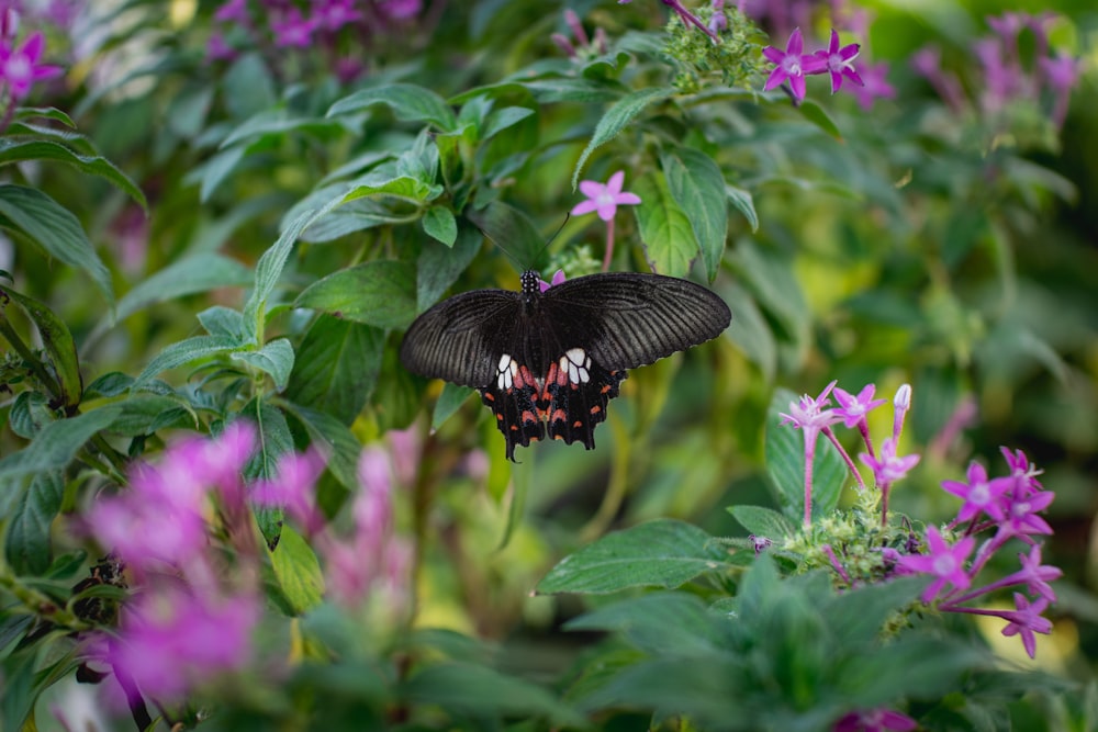 Schwarzer Schmetterling sitzt tagsüber auf lila Blume in Nahaufnahmen