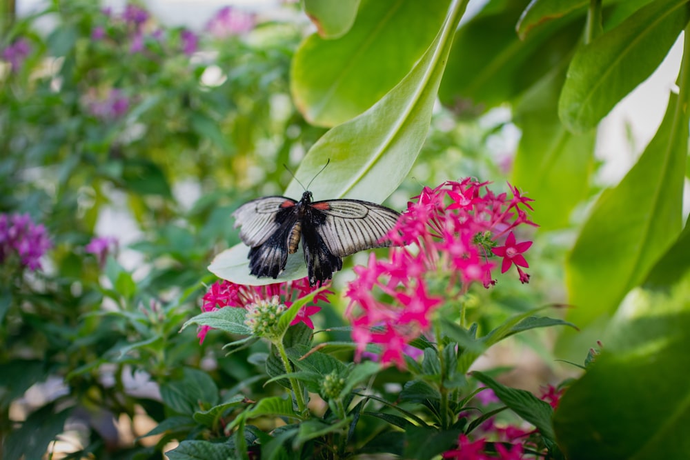 black and white butterfly on pink flower during daytime