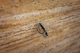 A monarch butterfly rests on a textured brown wooden surface, its wings displaying vivid orange and black patterns with white spots.