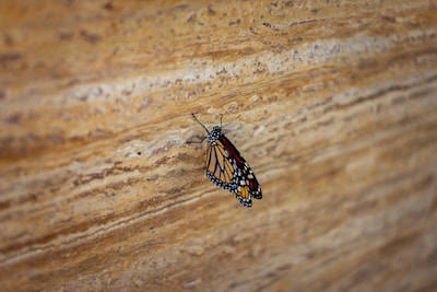A monarch butterfly rests on a textured brown wooden surface, its wings displaying vivid orange and black patterns with white spots.