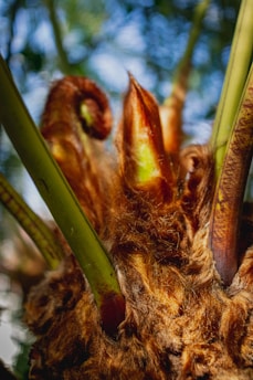Close-up of a plant with fuzzy, brown fibrous structures and several green stems or shoots emerging from the center. The lighting highlights the texture and color contrasts between the fuzzy portions and the smooth, green stems.