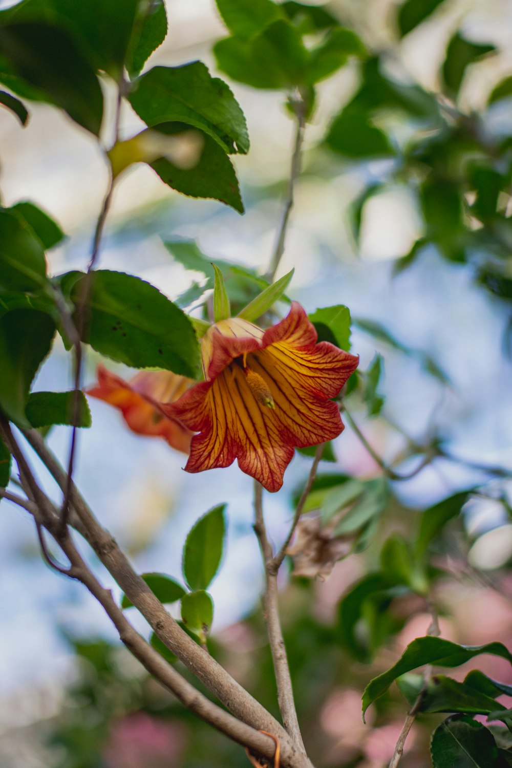 Flor roja y amarilla en lente de cambio de inclinación