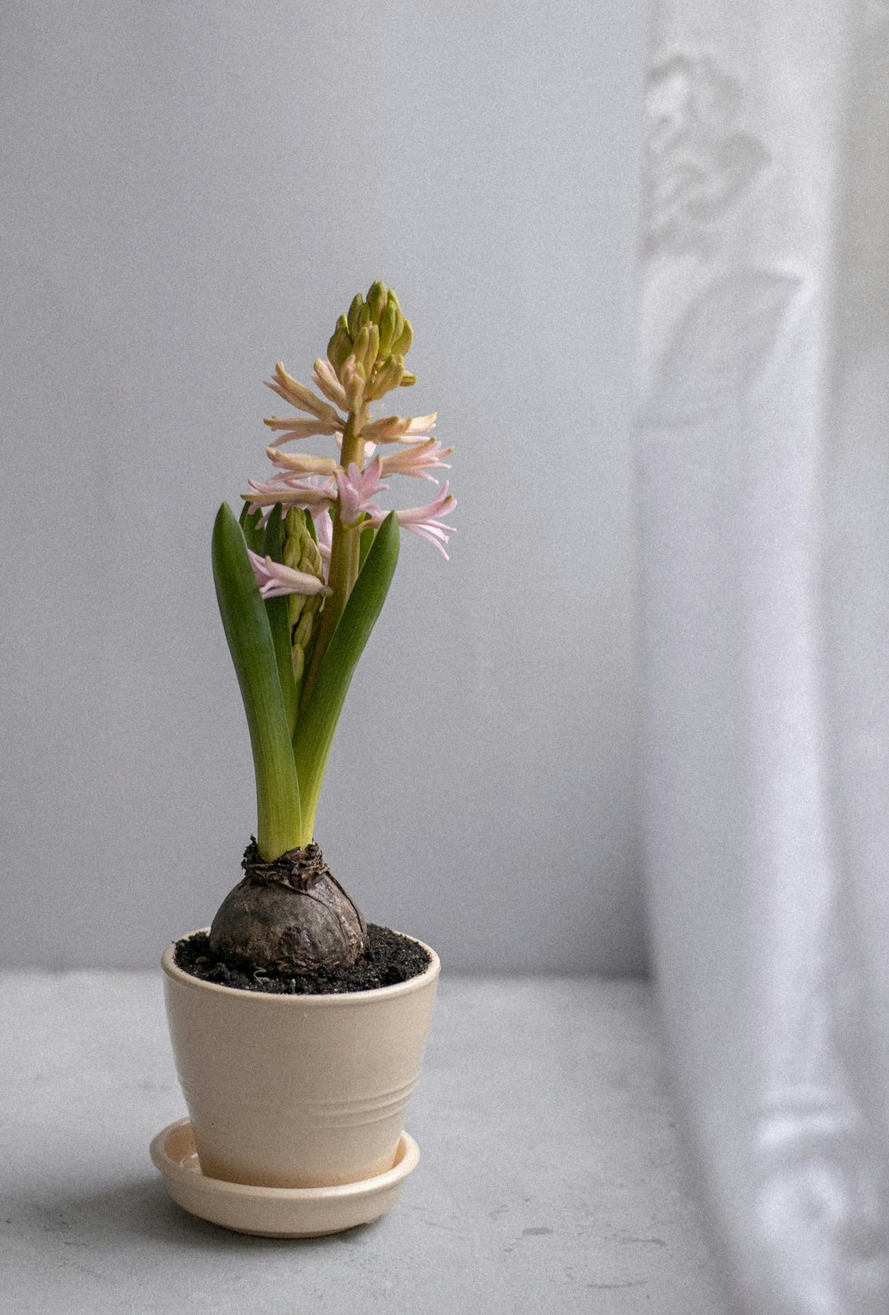 yellow and purple flower in white ceramic pot