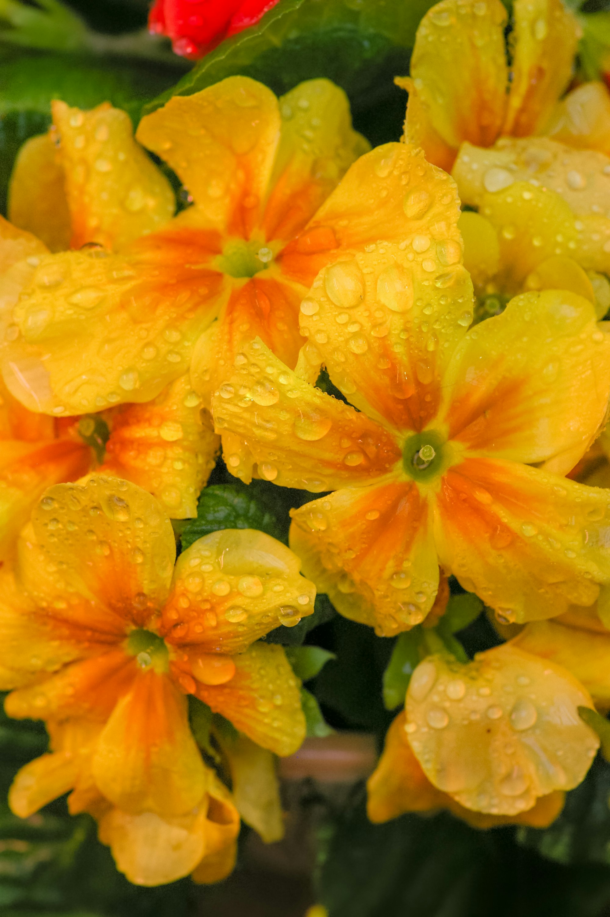 yellow flower with water droplets