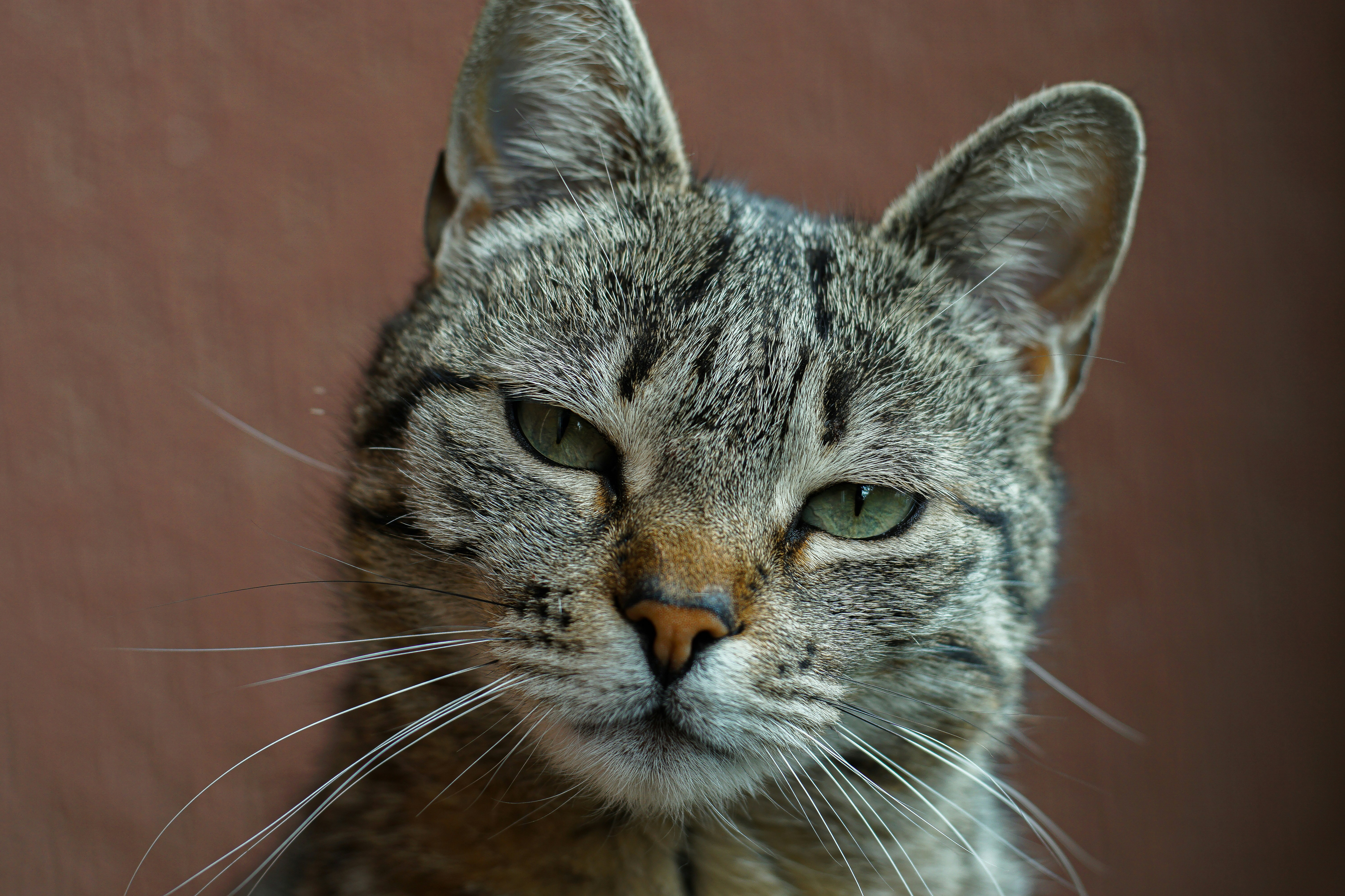 Gatto Pictures Download Free Images On Unsplash