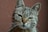 silver tabby cat in close up photography