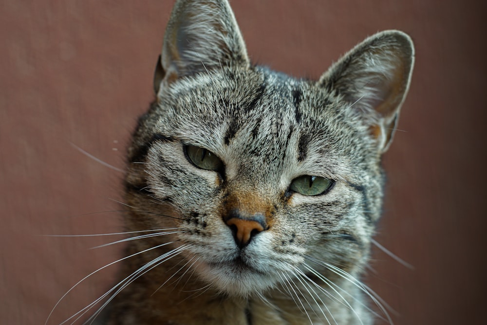 silver tabby cat in close up photography
