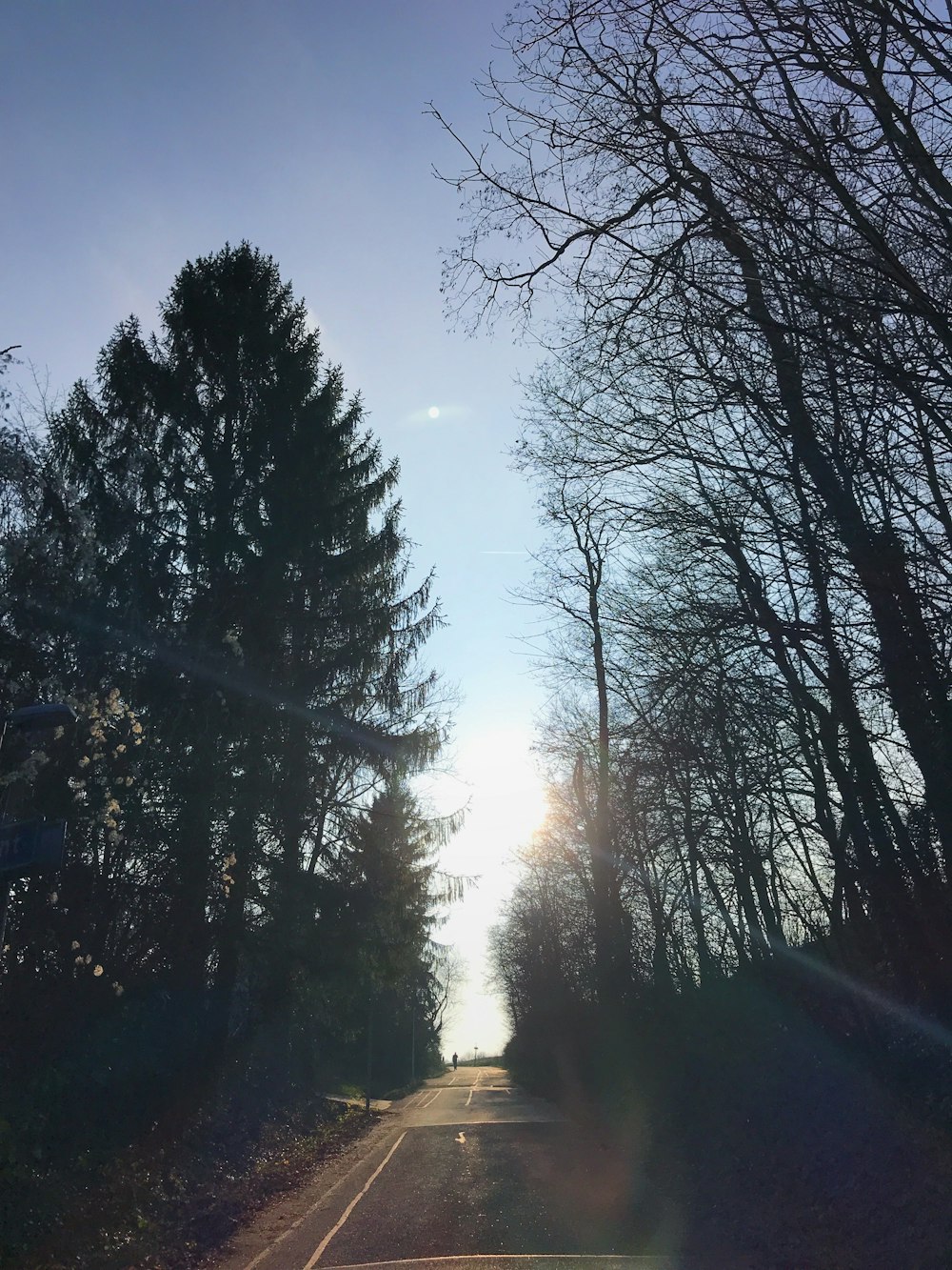 green trees under blue sky during daytime