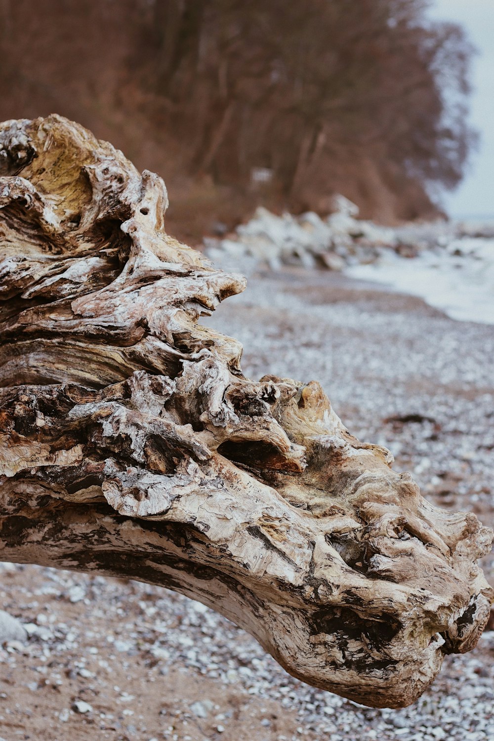 tronco di legno marrone sulla spiaggia
