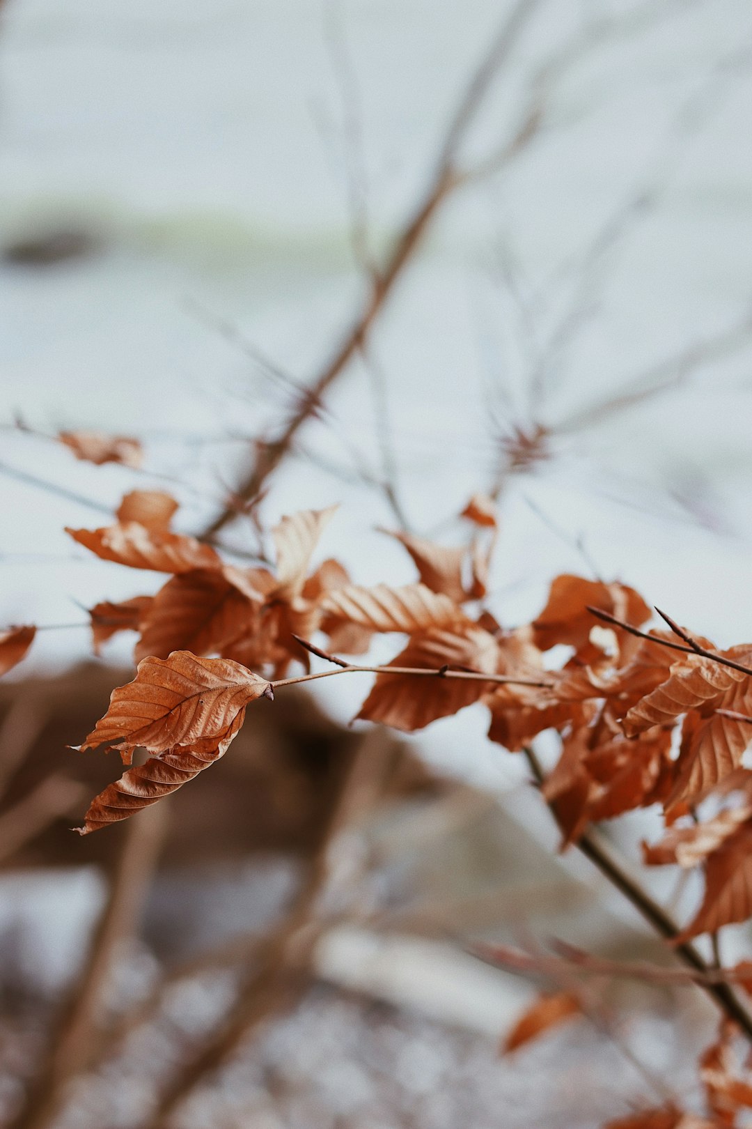 brown leaves on brown tree branch