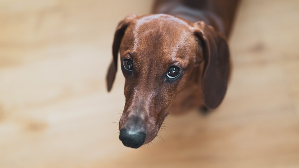 brown short coated dog in tilt shift lens