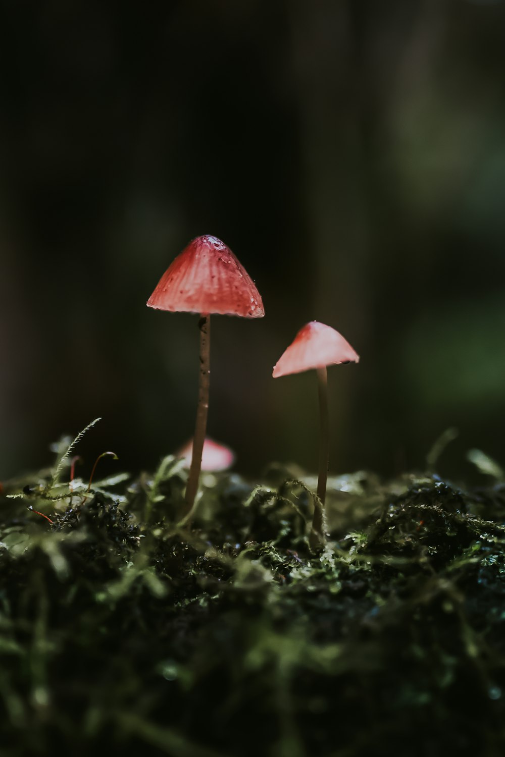 red and white mushroom on ground