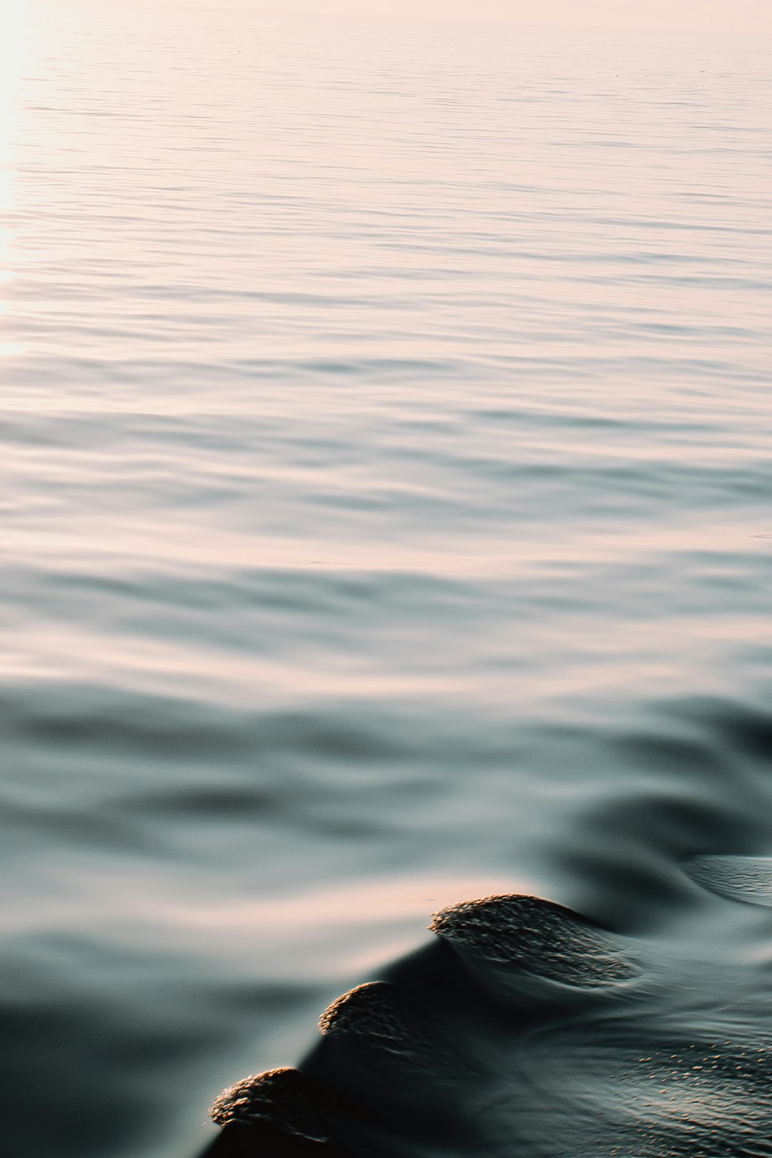 black bird flying over the water