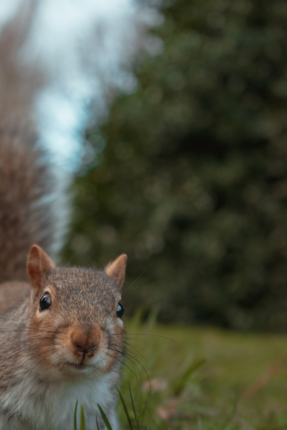 brown squirrel on green grass during daytime