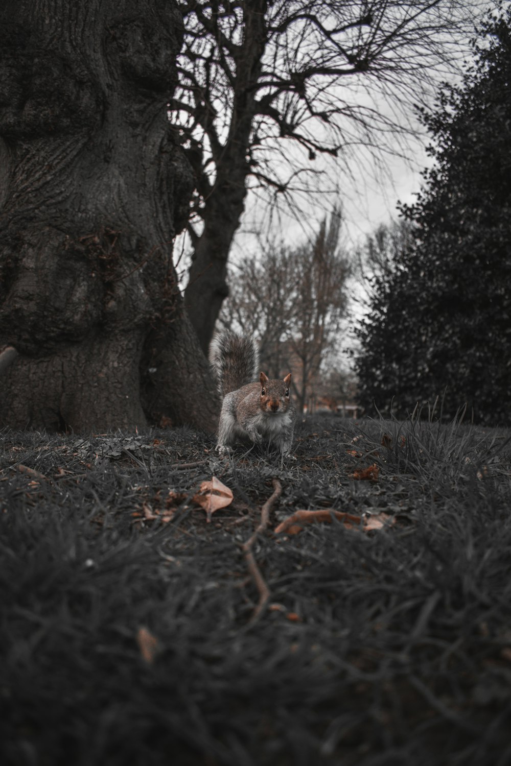 brown tree trunk on green grass field