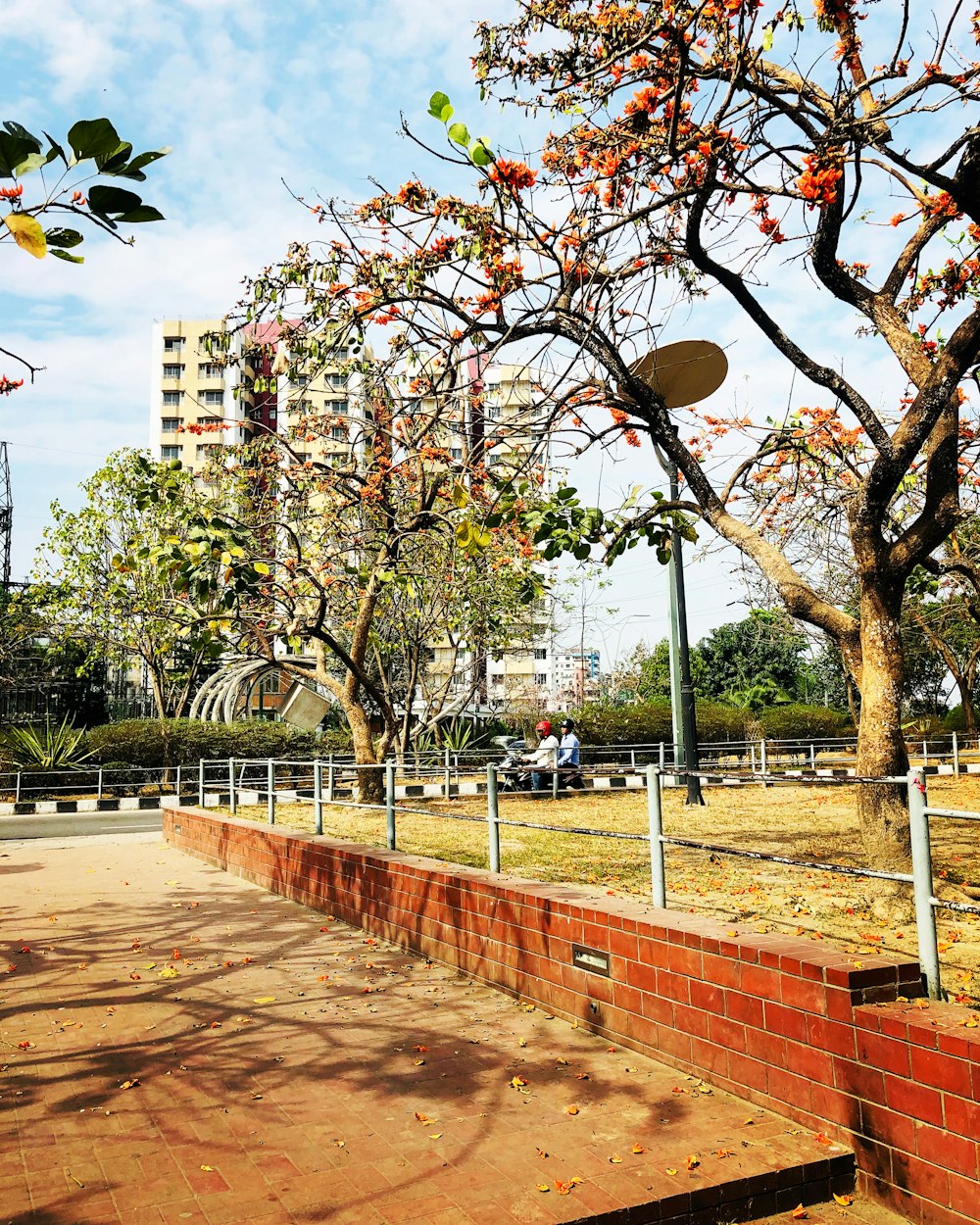 brown trees near white concrete building during daytime