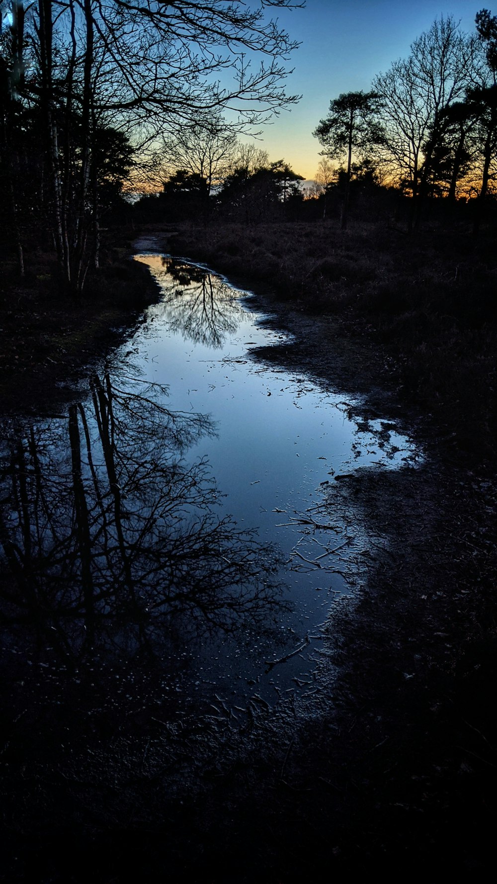 body of water between trees during night time