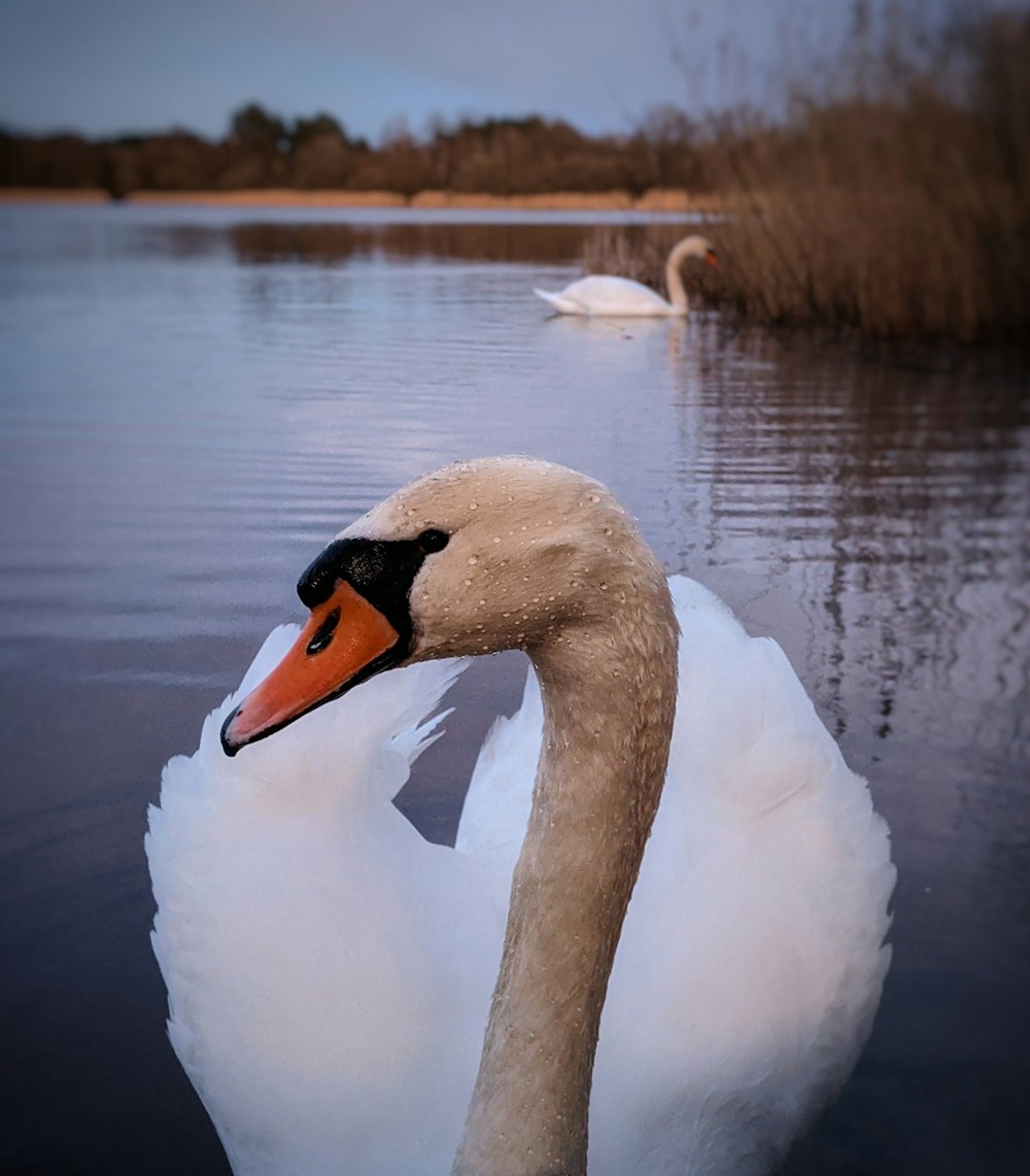 white swan on water during daytime