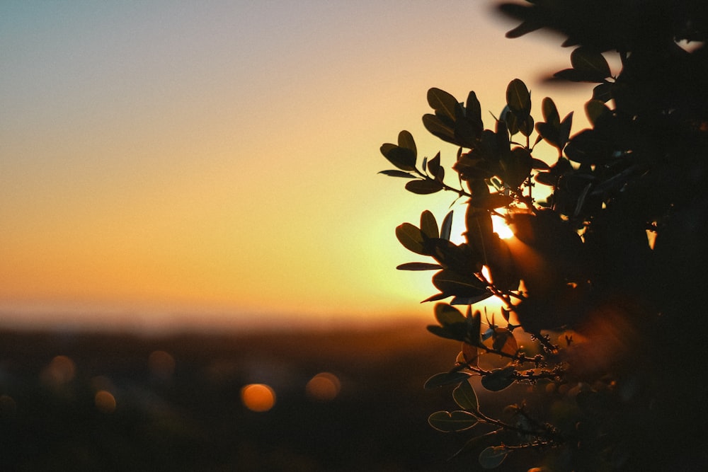 silhouette of flower during sunset