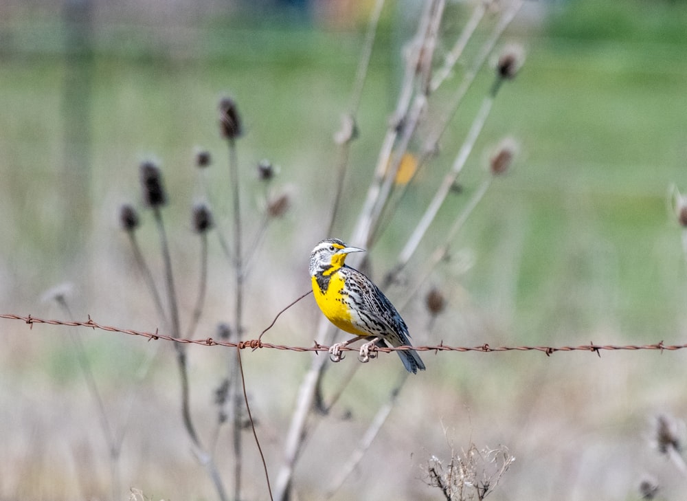 oiseau jaune et noir sur une branche d’arbre brune pendant la journée