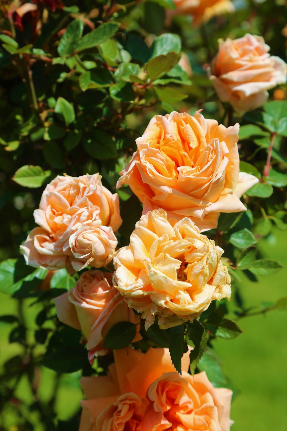 rosa und gelbe Rosen blühen tagsüber