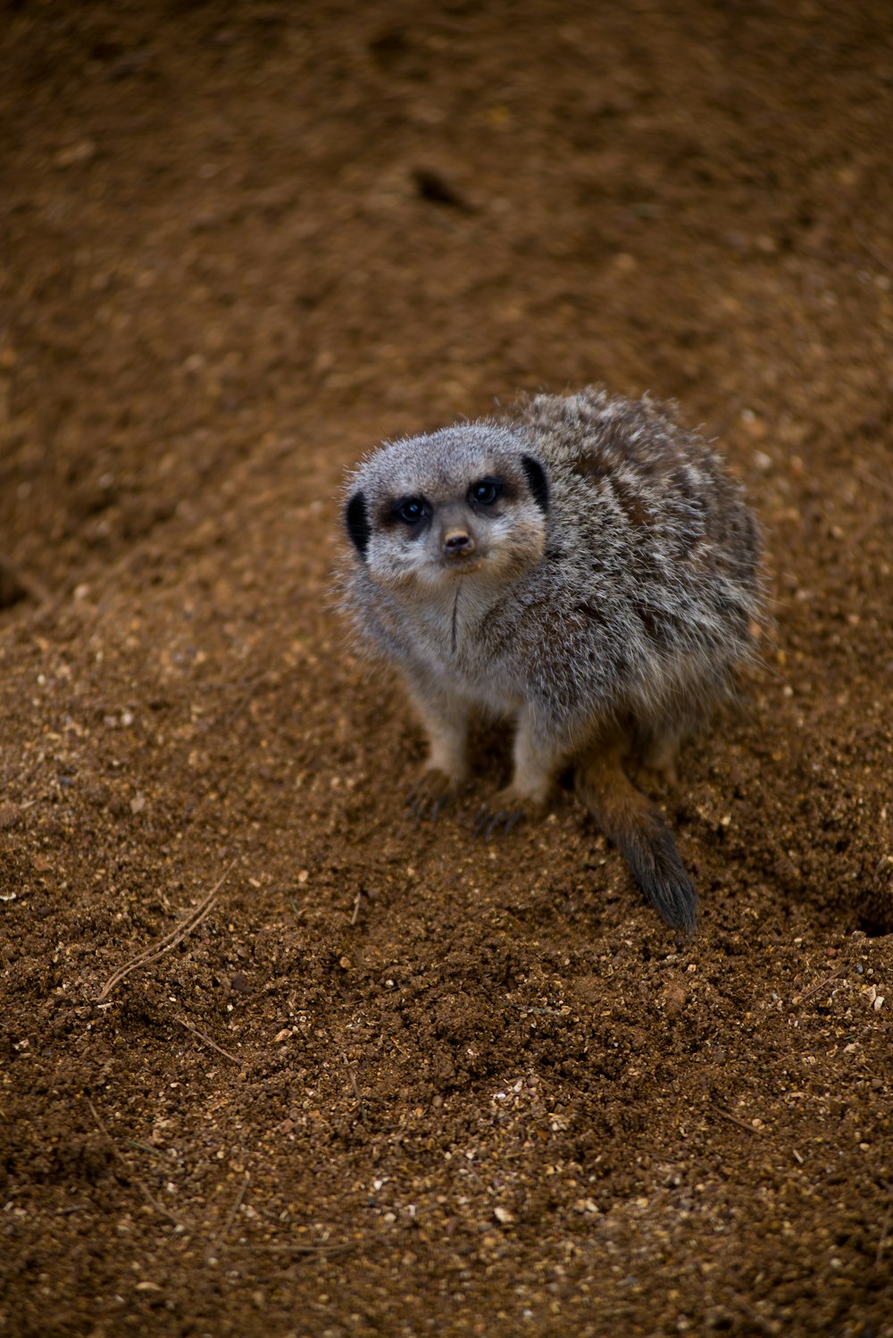 white and brown animal on brown soil