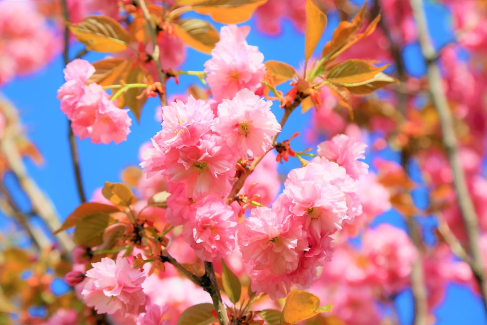 pink and white flowers in tilt shift lens