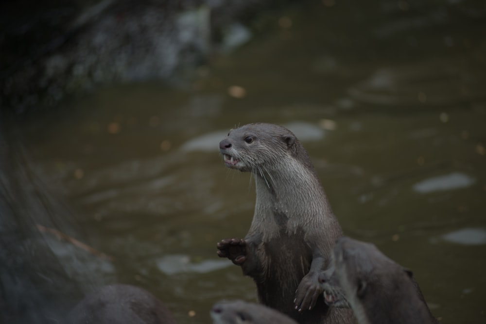 brown and white animal on water