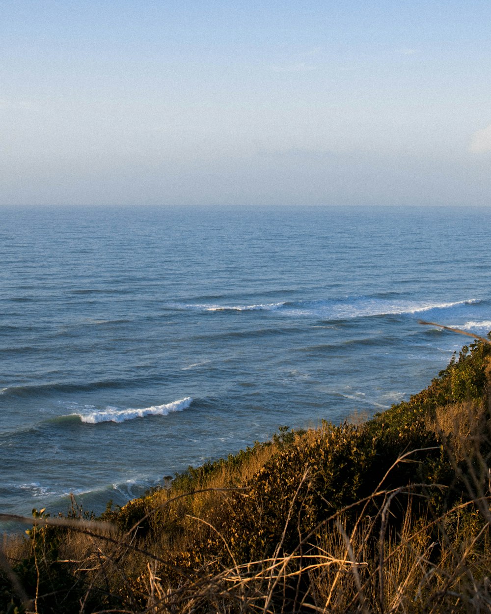 herbe verte près d’un plan d’eau pendant la journée