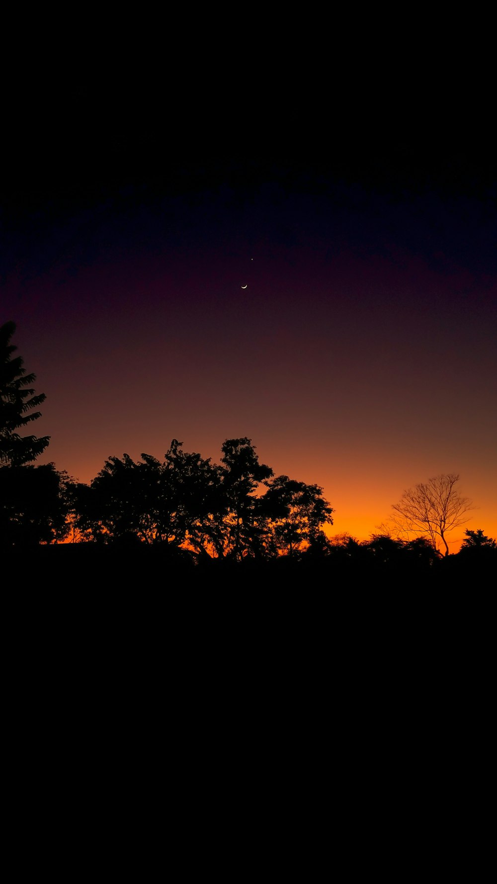 silhouette of trees during sunset