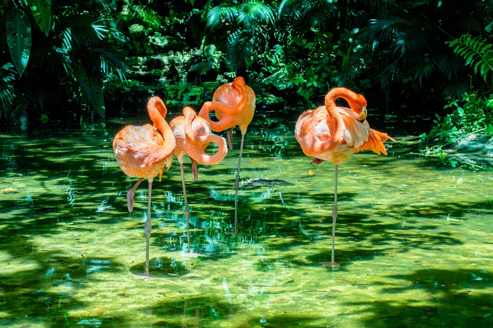 flamingos cor-de-rosa na água durante o dia