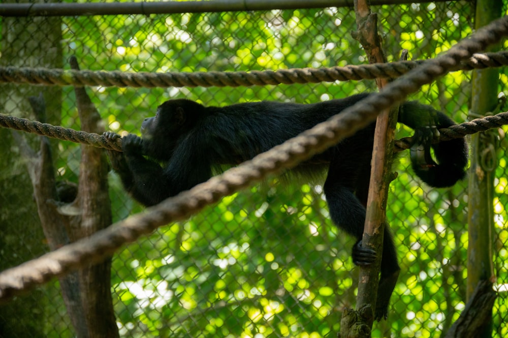 Schwarzer Affe tagsüber auf braunem Ast