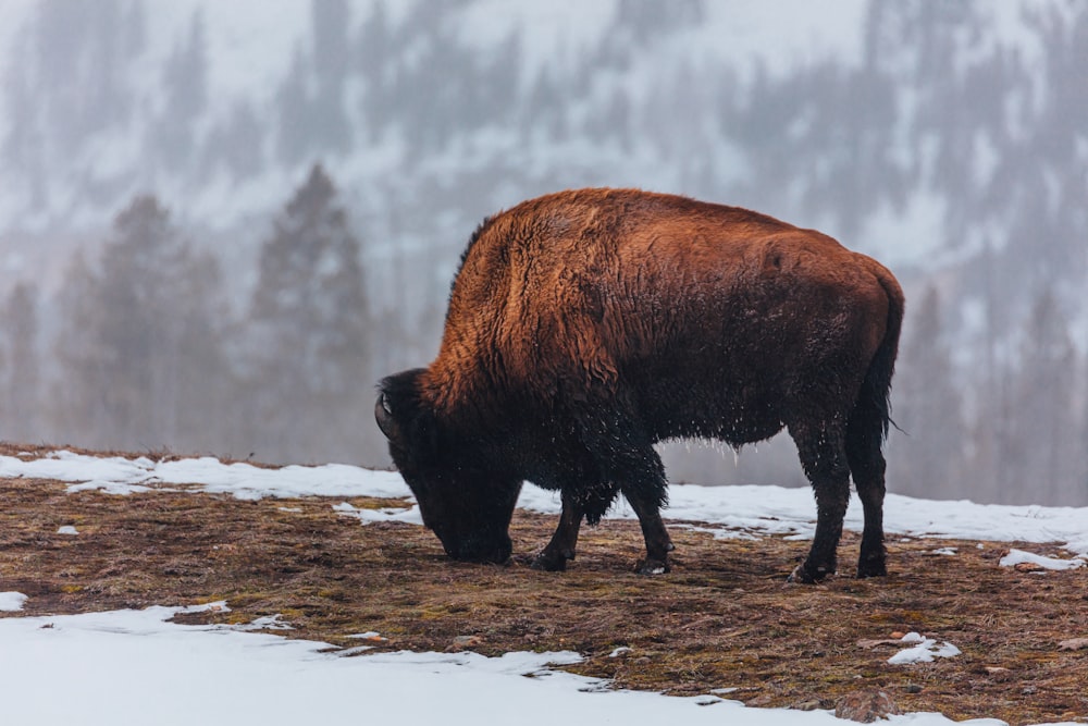 black animal on brown field during daytime