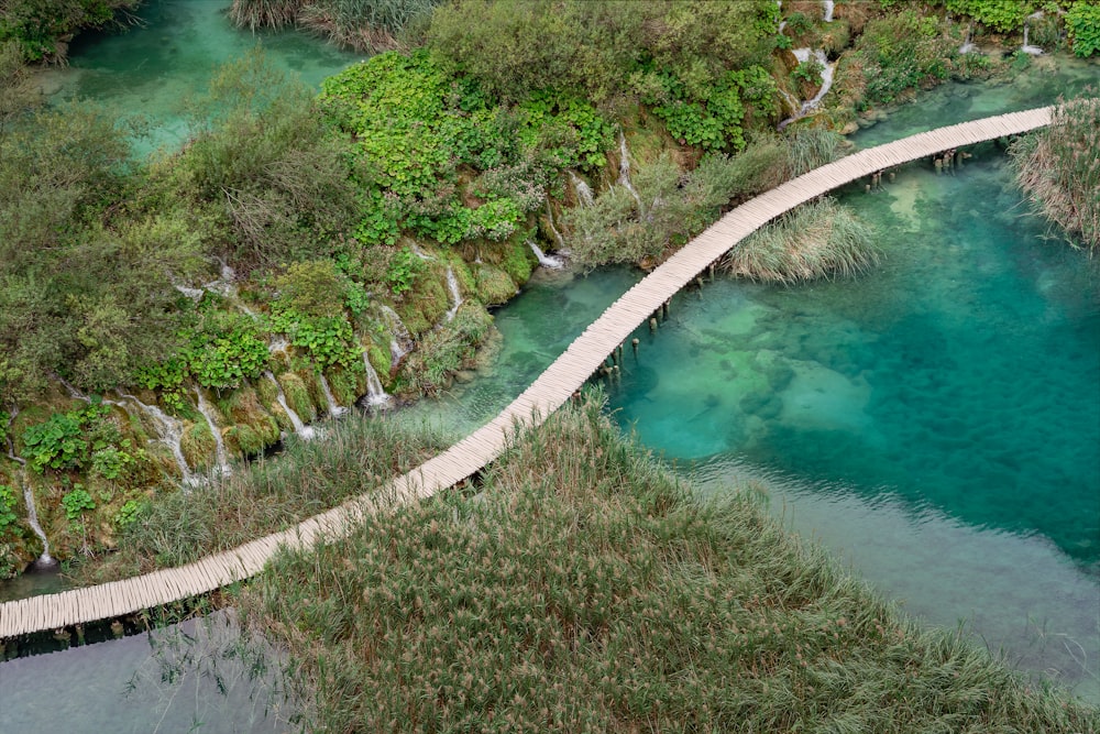 green trees beside river during daytime