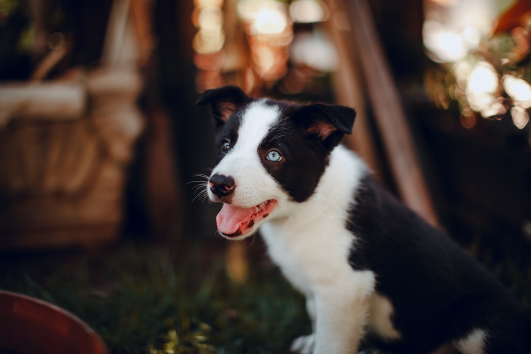 black and white border collie puppy on green grass during daytime