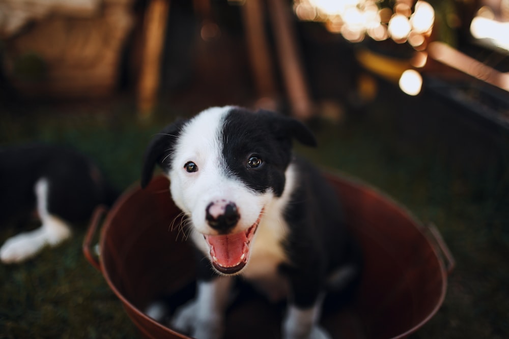 Chiot border collie noir et blanc dans un seau en plastique marron